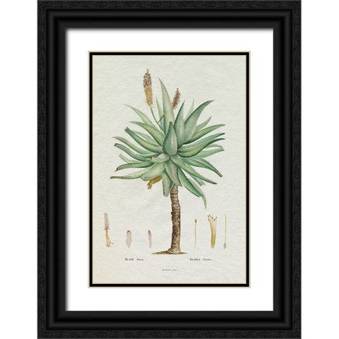 Redoute Succulent I Black Ornate Wood Framed Art Print with Double Matting by Redoute, Pierre