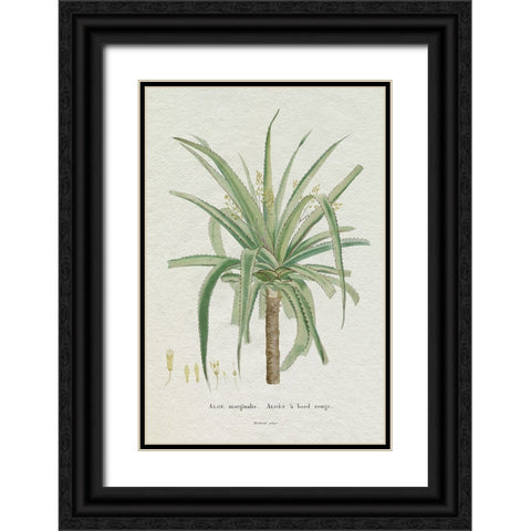 Redoute Succulent II Black Ornate Wood Framed Art Print with Double Matting by Redoute, Pierre