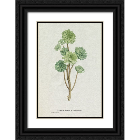 Redoute Succulent III Black Ornate Wood Framed Art Print with Double Matting by Redoute, Pierre