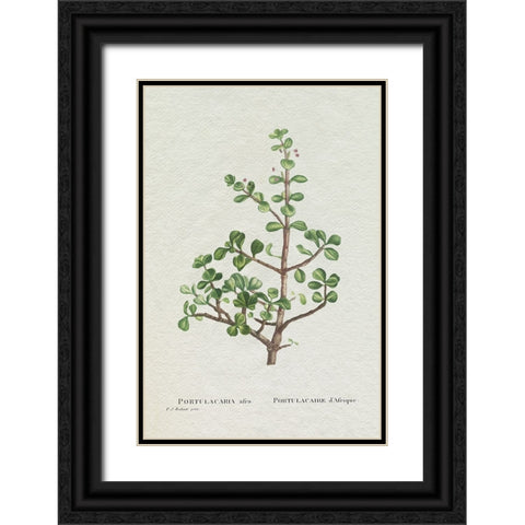 Redoute Succulent IV Black Ornate Wood Framed Art Print with Double Matting by Redoute, Pierre