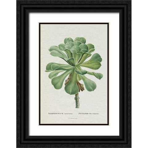 Redoute Succulent V Black Ornate Wood Framed Art Print with Double Matting by Redoute, Pierre