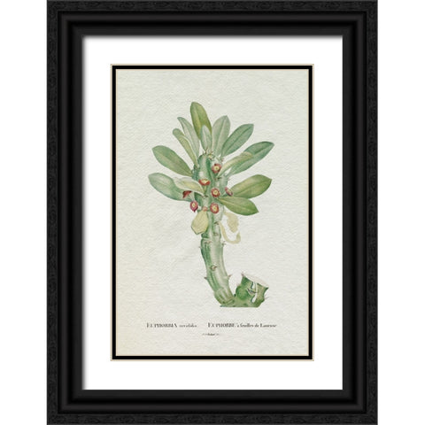 Redoute Succulent VI Black Ornate Wood Framed Art Print with Double Matting by Redoute, Pierre