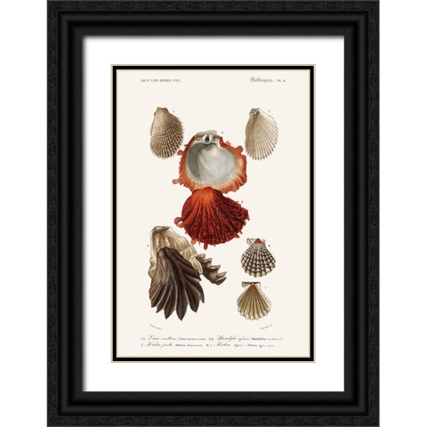 DOrbigny Sealife II Black Ornate Wood Framed Art Print with Double Matting by D Orbigny, M. Charles