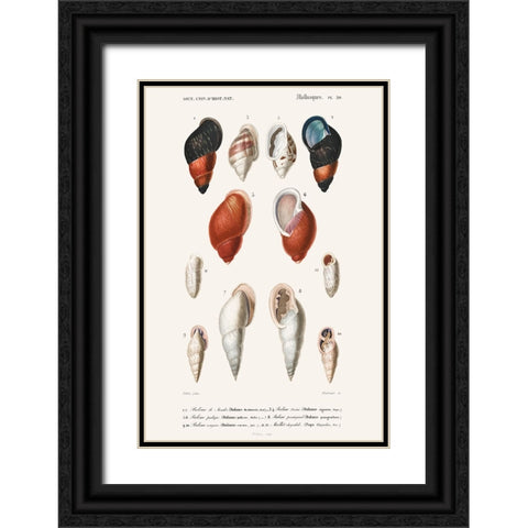 DOrbigny Sealife III Black Ornate Wood Framed Art Print with Double Matting by D Orbigny, M. Charles