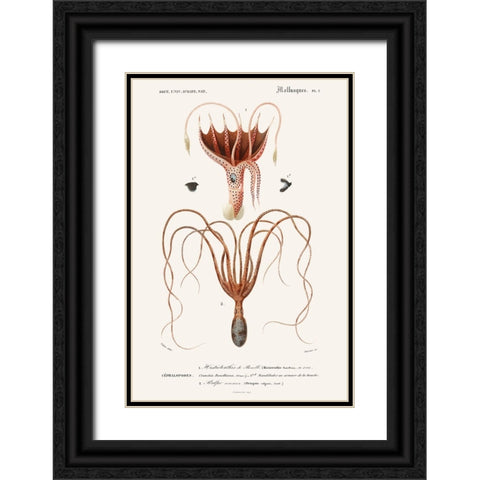 DOrbigny Sealife V Black Ornate Wood Framed Art Print with Double Matting by D Orbigny, M. Charles