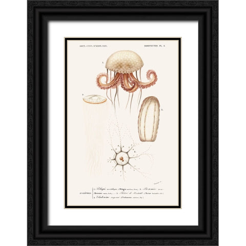 DOrbigny Sealife VI Black Ornate Wood Framed Art Print with Double Matting by D Orbigny, M. Charles