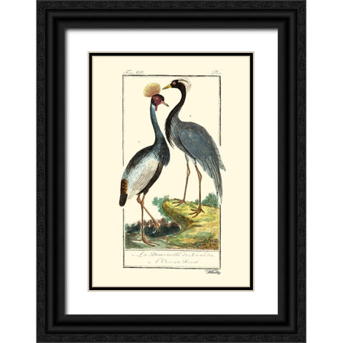 Custom Buffon Cranes And Herons II Black Ornate Wood Framed Art Print with Double Matting by Buffon