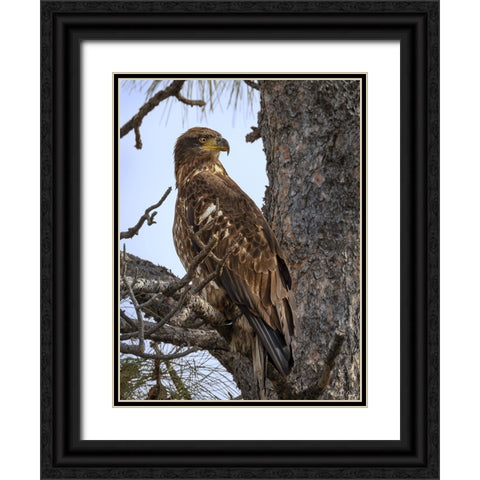 Juvenile Bald Eagle Black Ornate Wood Framed Art Print with Double Matting by Drost, David