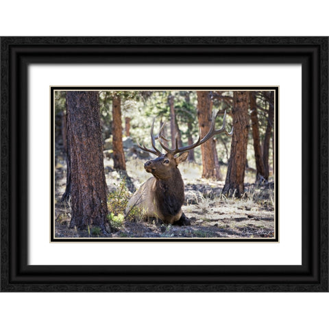 Elk in the Woods Black Ornate Wood Framed Art Print with Double Matting by Drost, David