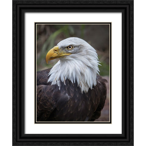 Adult Bald Eagle Black Ornate Wood Framed Art Print with Double Matting by Drost, David
