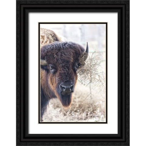 Standing Buffalo I Black Ornate Wood Framed Art Print with Double Matting by Drost, David