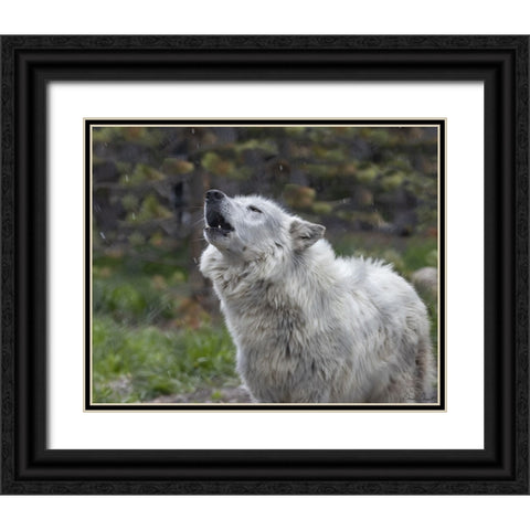 Howling Wolf Black Ornate Wood Framed Art Print with Double Matting by Drost, David