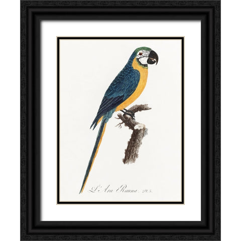 Levaillant Parrot I Black Ornate Wood Framed Art Print with Double Matting by Levaillant, Francois