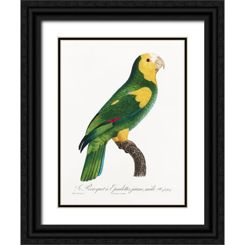 Levaillant Parrot III Black Ornate Wood Framed Art Print with Double Matting by Levaillant, Francois