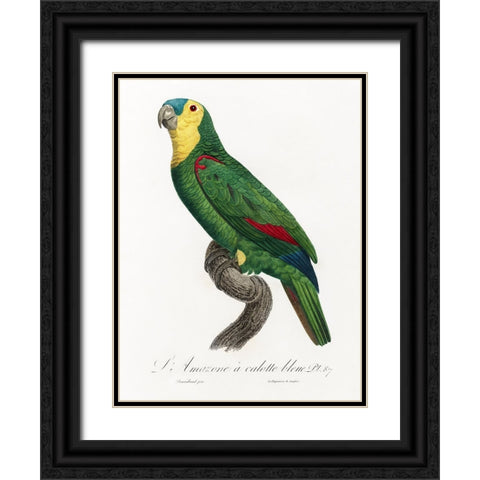 Levaillant Parrot IV Black Ornate Wood Framed Art Print with Double Matting by Levaillant, Francois