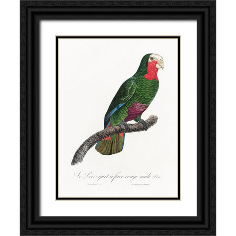 Levaillant Parrot V Black Ornate Wood Framed Art Print with Double Matting by Levaillant, Francois