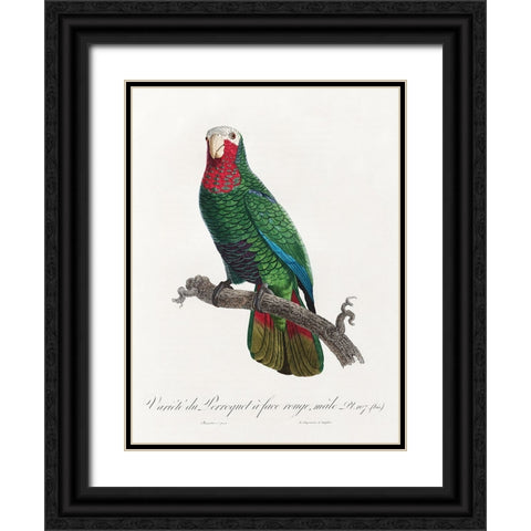 Levaillant Parrot VI Black Ornate Wood Framed Art Print with Double Matting by Levaillant, Francois
