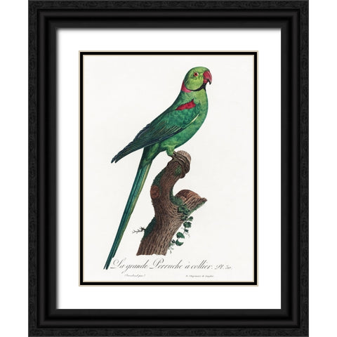 Levaillant Parrot VII Black Ornate Wood Framed Art Print with Double Matting by Levaillant, Francois