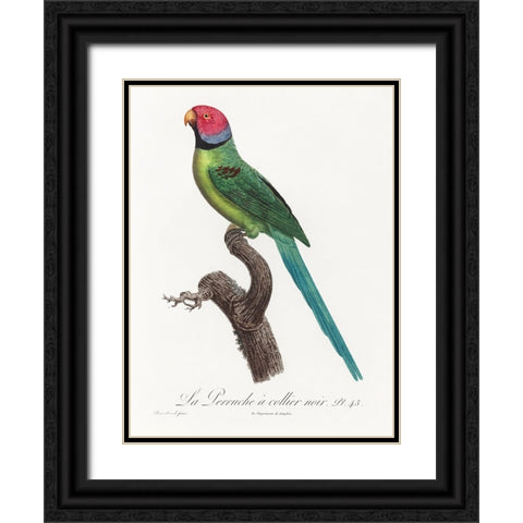Levaillant Parrot VIII Black Ornate Wood Framed Art Print with Double Matting by Levaillant, Francois