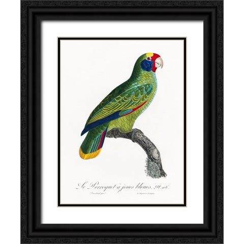 Levaillant Parrot IX Black Ornate Wood Framed Art Print with Double Matting by Levaillant, Francois