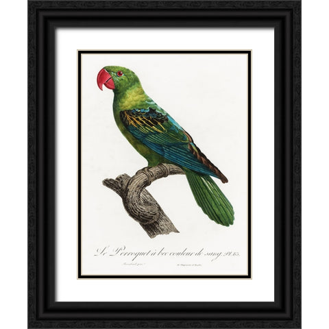 Levaillant Parrot X Black Ornate Wood Framed Art Print with Double Matting by Levaillant, Francois