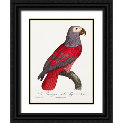 Levaillant Parrot XI Black Ornate Wood Framed Art Print with Double Matting by Levaillant, Francois
