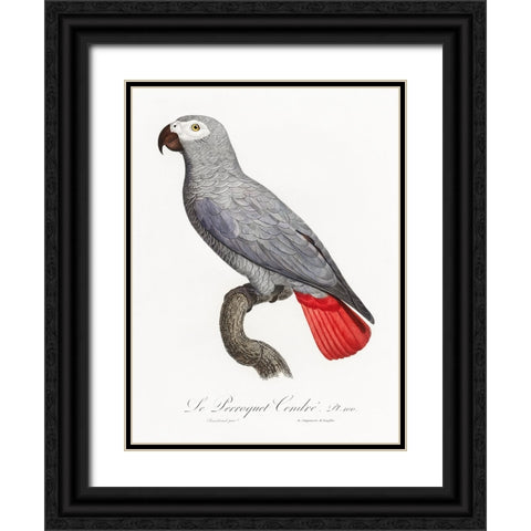 Levaillant Parrot XII Black Ornate Wood Framed Art Print with Double Matting by Levaillant, Francois