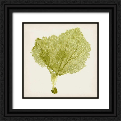 Sea Fan VIII Black Ornate Wood Framed Art Print with Double Matting by Vision Studio