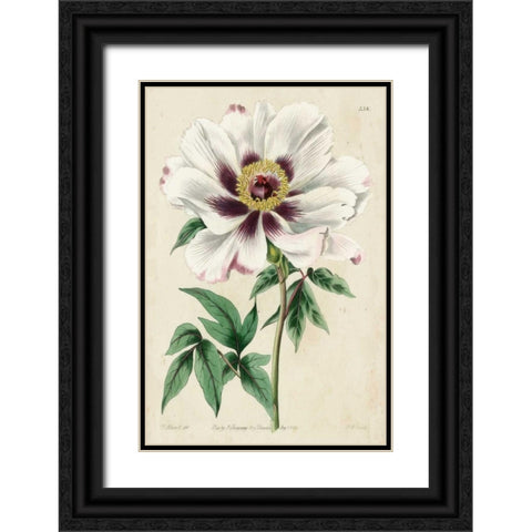 Imperial Floral II Black Ornate Wood Framed Art Print with Double Matting by Vision Studio