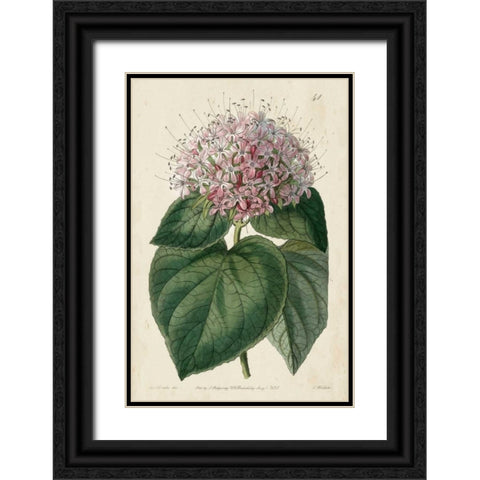 Imperial Floral IV Black Ornate Wood Framed Art Print with Double Matting by Vision Studio