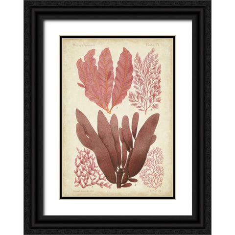 Seaweed Specimen in Coral IV Black Ornate Wood Framed Art Print with Double Matting by Vision Studio
