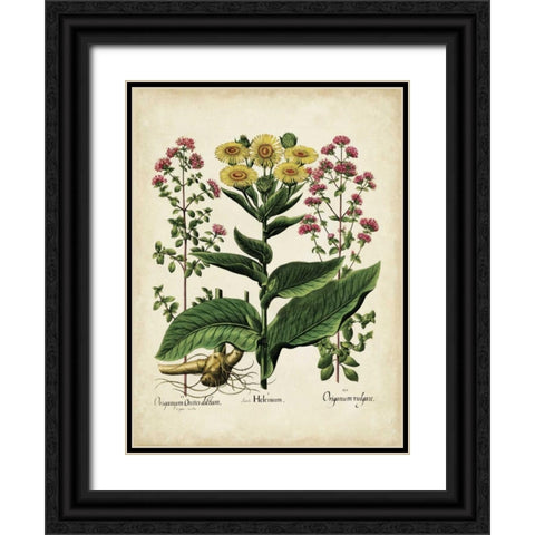 Besler Florilegium I Black Ornate Wood Framed Art Print with Double Matting by Besler, Basilius