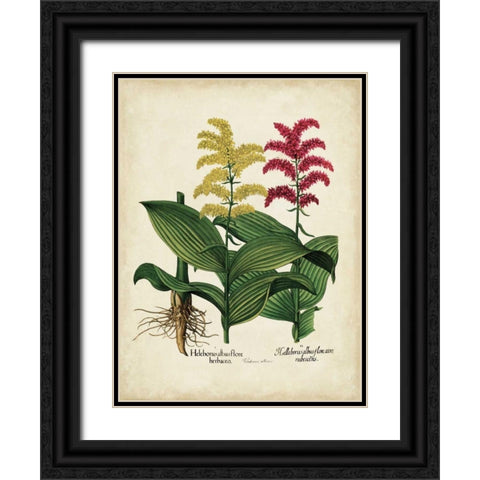 Besler Florilegium II Black Ornate Wood Framed Art Print with Double Matting by Besler, Basilius