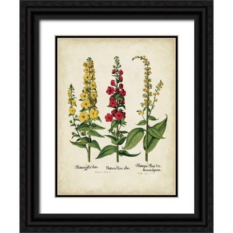 Besler Florilegium III Black Ornate Wood Framed Art Print with Double Matting by Besler, Basilius