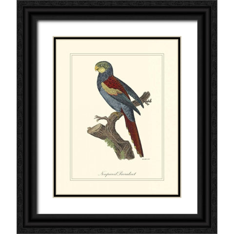 Nonpareil Parrakeet Black Ornate Wood Framed Art Print with Double Matting by Edwards, George