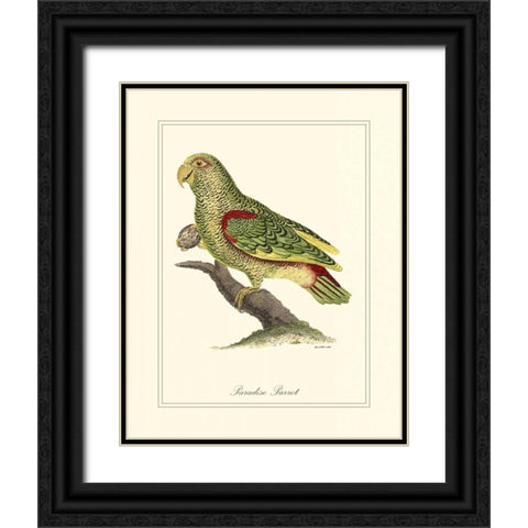 Paradise Parrot Black Ornate Wood Framed Art Print with Double Matting by Edwards, George