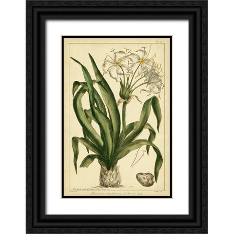 Crinum  Pl. CX Black Ornate Wood Framed Art Print with Double Matting by Miller, Phillip