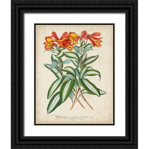 Tropical Array III Black Ornate Wood Framed Art Print with Double Matting by Van Houtteano, Horto