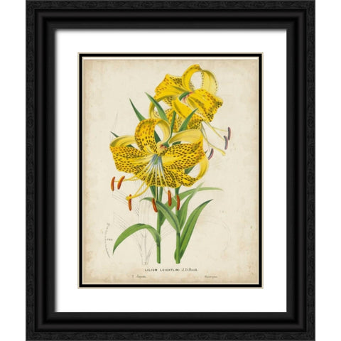 Tropical Array IV Black Ornate Wood Framed Art Print with Double Matting by Van Houtteano, Horto