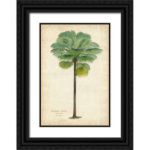 Palm of the Tropics II Black Ornate Wood Framed Art Print with Double Matting by Van Houtteano, Horto