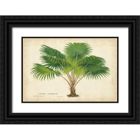 Palm of the Tropics V Black Ornate Wood Framed Art Print with Double Matting by Van Houtteano, Horto