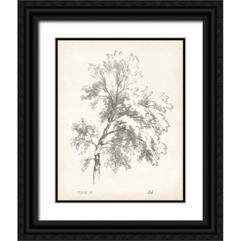 Ash Tree Study Black Ornate Wood Framed Art Print with Double Matting by Unknown