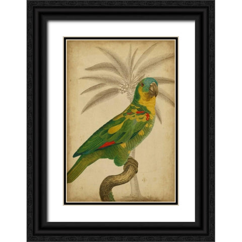 Parrot and Palm II Black Ornate Wood Framed Art Print with Double Matting by Vision Studio