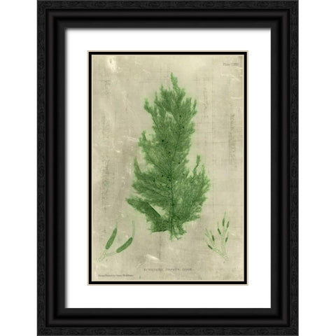 Emerald Seaweed I Black Ornate Wood Framed Art Print with Double Matting by Unknown