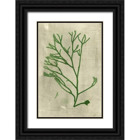 Emerald Seaweed III Black Ornate Wood Framed Art Print with Double Matting by Unknown