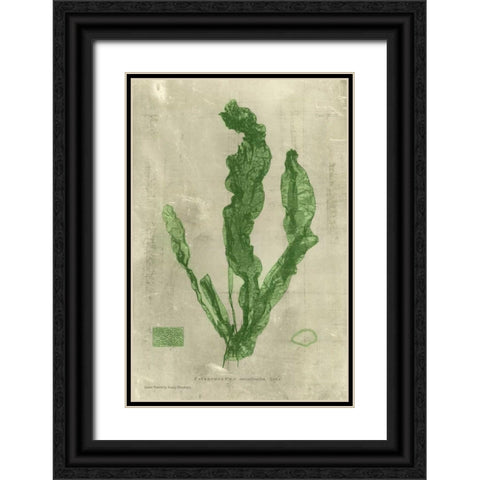 Emerald Seaweed IV Black Ornate Wood Framed Art Print with Double Matting by Unknown