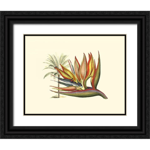 Bird of Paradise I Black Ornate Wood Framed Art Print with Double Matting by Edwards, Sydenham