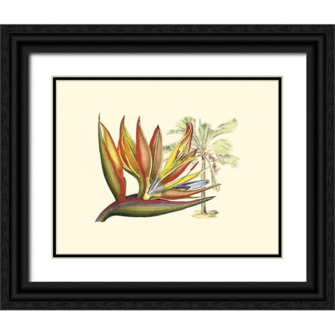 Bird of Paradise II Black Ornate Wood Framed Art Print with Double Matting by Edwards, Sydenham