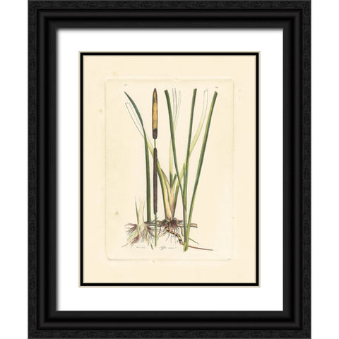 Antique Cattail II Black Ornate Wood Framed Art Print with Double Matting by Curtis