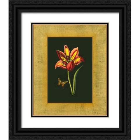 Tulip in Frame I Black Ornate Wood Framed Art Print with Double Matting by Unknown